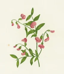 Tuberous Bitter Vetch